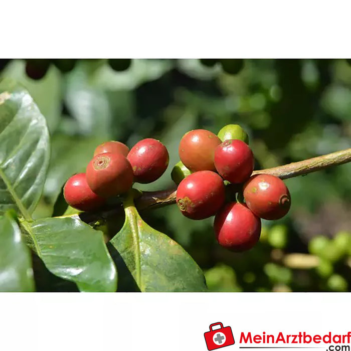 Caffè verde biologico Sonnentor