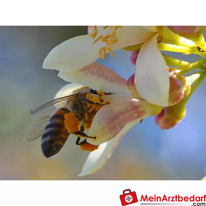 Sonnentor Organik Güçlü Manuka Balı