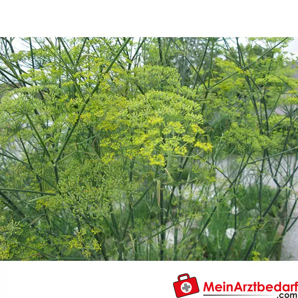 Sonnentor Bio Fenchel.