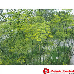Sonnentor Bio Fenchel.