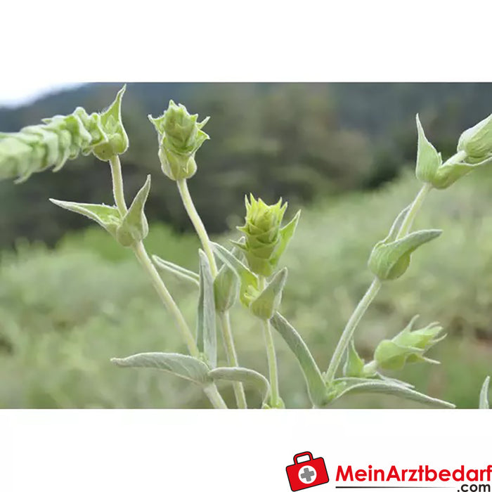 Sonnentor Té griego ecológico de montaña a granel