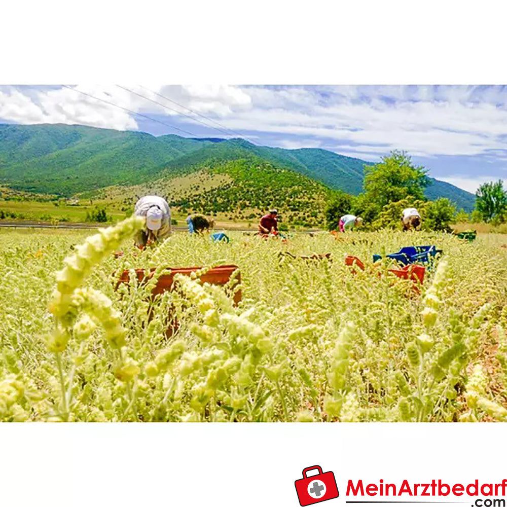 Sonnentor Bio Griechischer Bergtee lose.