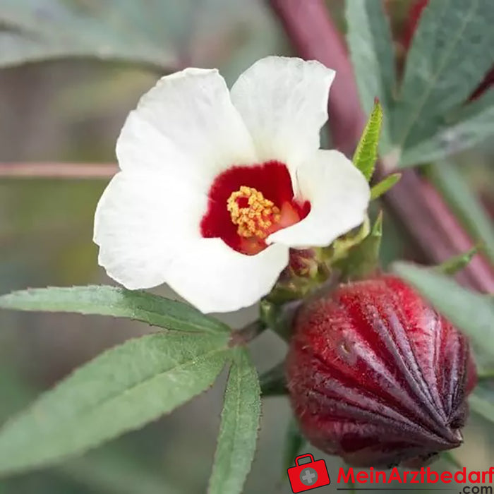 Hibisco ecológico Sonnentor