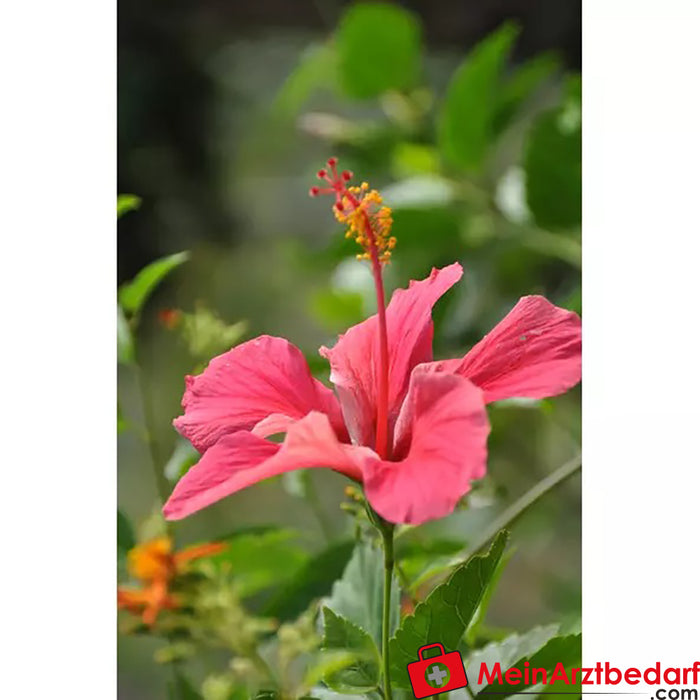 Hibisco ecológico Sonnentor