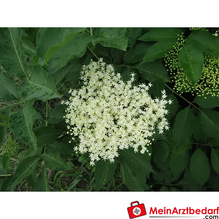 Flor de saúco ecológica Sonnentor