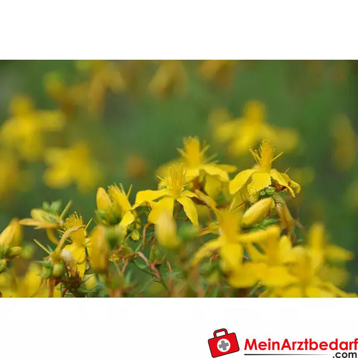 Sonnentor Organik St John's Wort gevşek