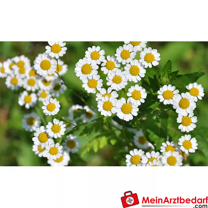 Sonnentor Organic Camomile