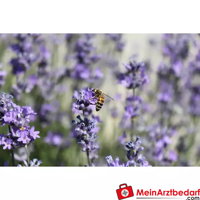 Sonnentor Flores de lavanda ecológicas sueltas