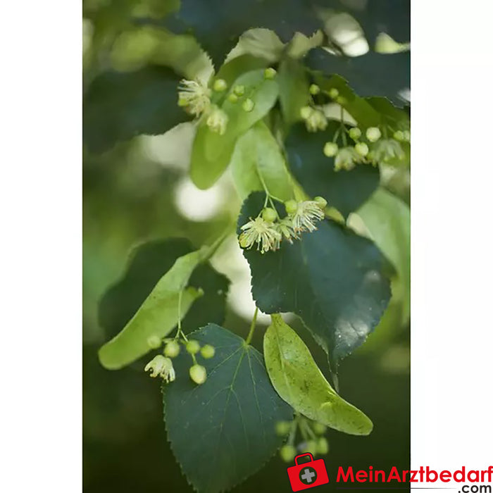 Sonnentor organic lime blossom loose