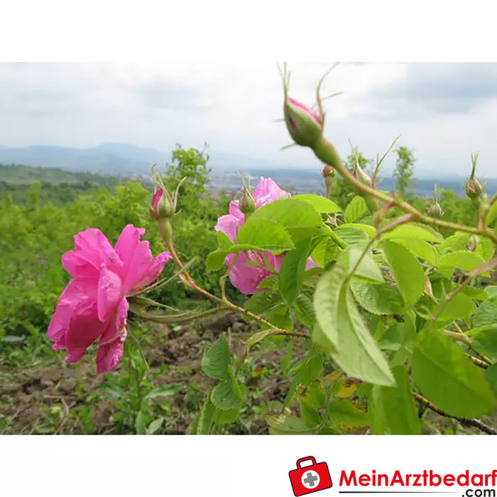 Boccioli di rosa biologici Sonnentor sfusi