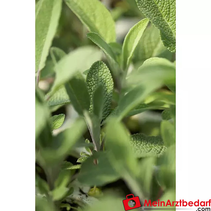 Sonnentor Organic Sage