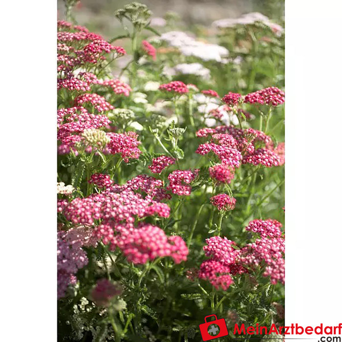 Sonnentor Organic Yarrow loose