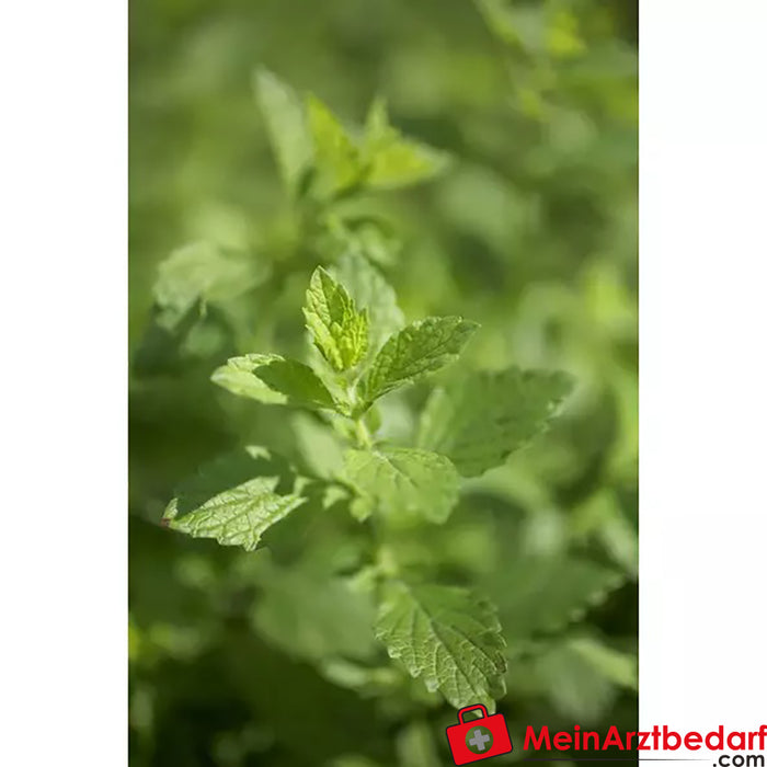 Sonnentor Organic Lemon Balm