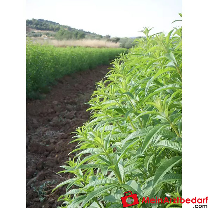 Sonnentor Organic Lemon Verbena