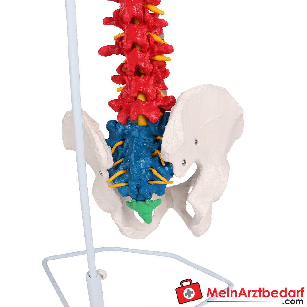 Erler-Zimmer Flexible Wirbelsäule didaktisch.