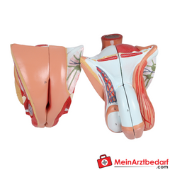 Erler-Zimmer Zweigeschlechtlicher Anatomietorso 28-teilig.
