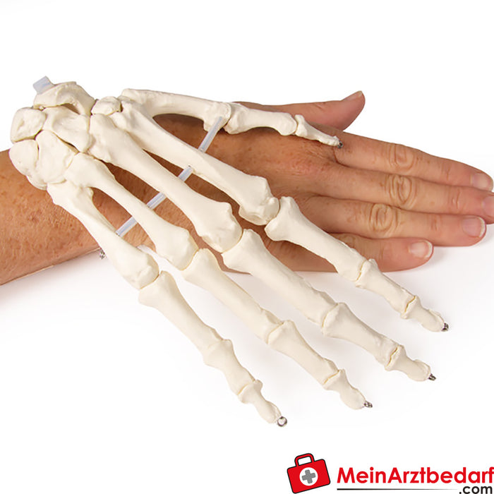 Erler Zimmer Squelette de la main