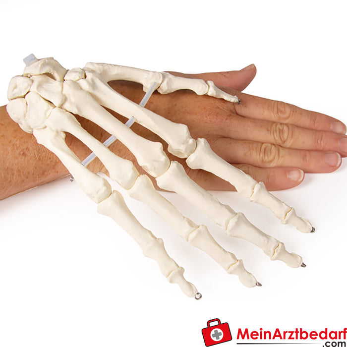 Erler Zimmer Hand skeleton