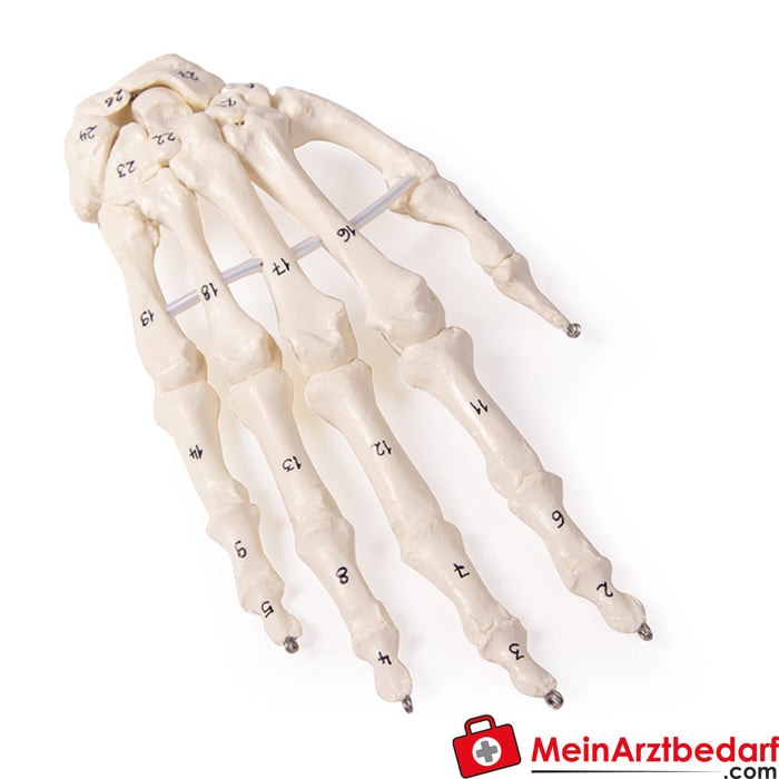 Erler Zimmer Hand skeleton - with bone numbering