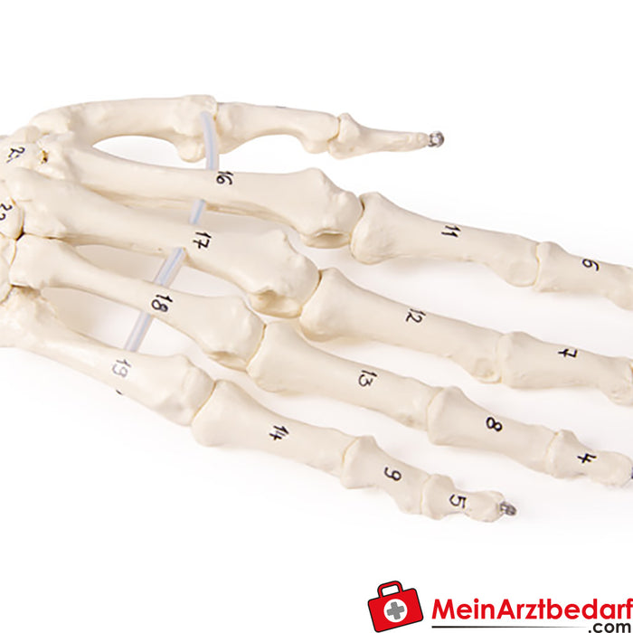 Erler Zimmer Hand skeleton - with bone numbering