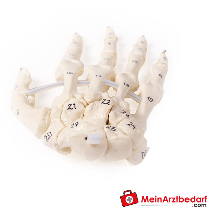 Erler Zimmer Hand skeleton - with bone numbering