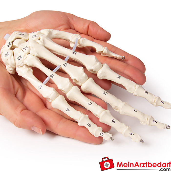 Esqueleto de mano de Erler Zimmer - con numeración de huesos