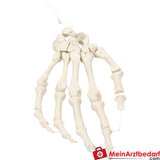Erler-Zimmer Handskelett - auf Nylon.