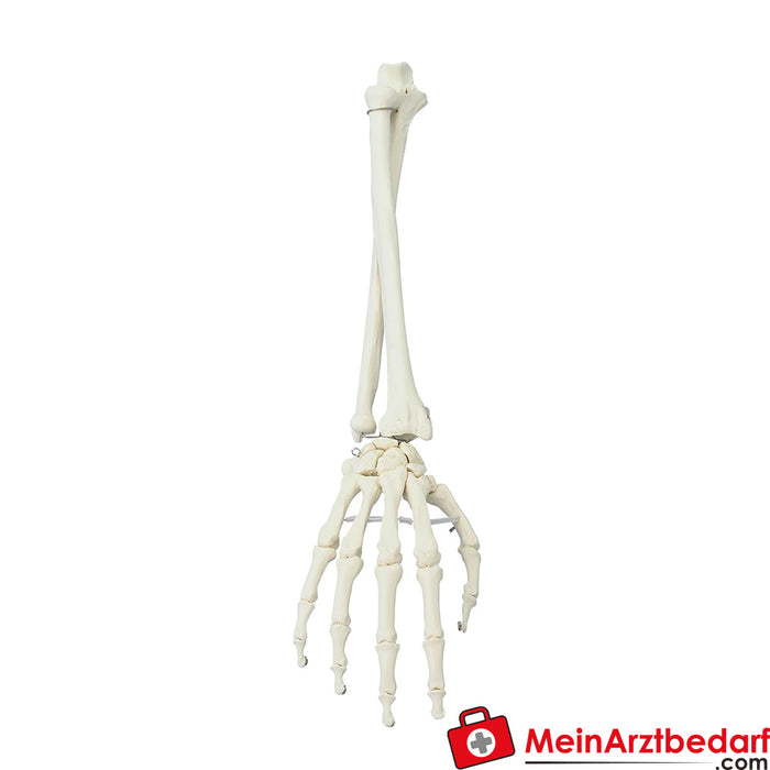 Erler Zimmer Hand mit Unterarm