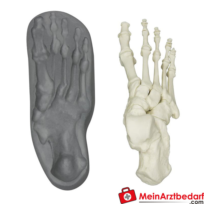 Erler Zimmer Magnetic human foot, right