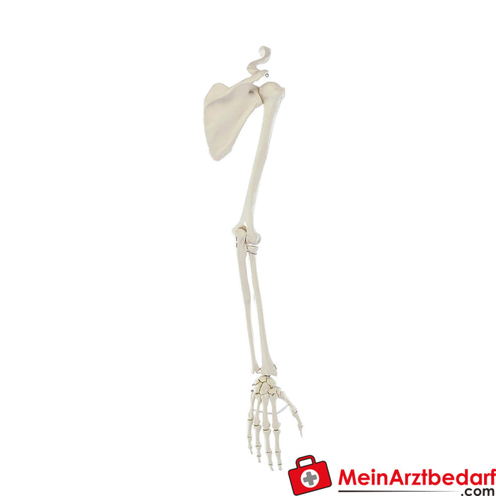 Erler Zimmer Arm skeleton with