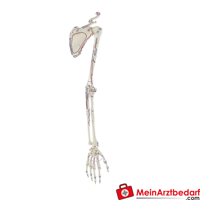 Erler Zimmer Squelette du bras avec
