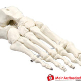 Erler-Zimmer Fußskelett.