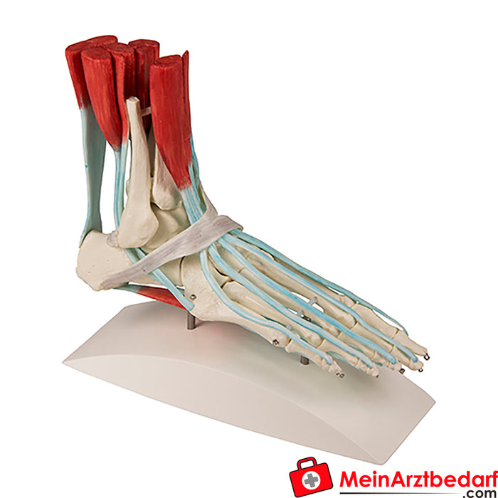 Erler Zimmer Szkielet stopy z aparatem ścięgien