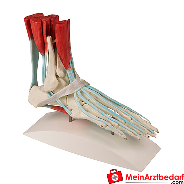 Erler Zimmer Foot skeleton with tendon apparatus