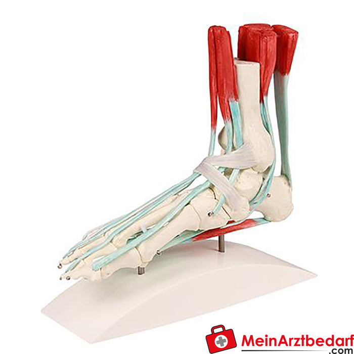 Erler Zimmer Foot skeleton with tendon apparatus