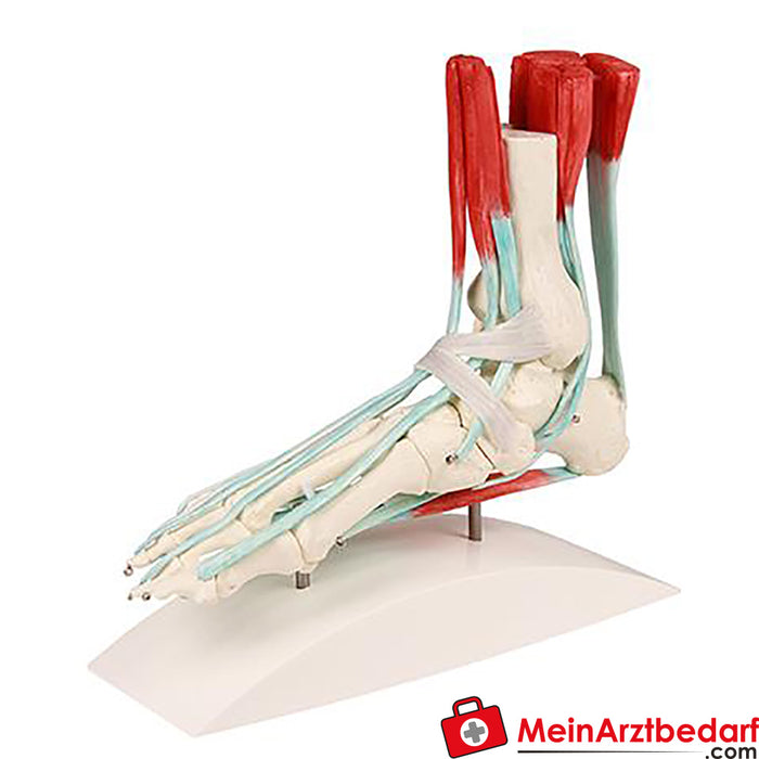 Esqueleto del pie de Erler Zimmer con aparato tendinoso