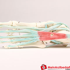 Erler-Zimmer Fußskelett mit Sehnenapparat.