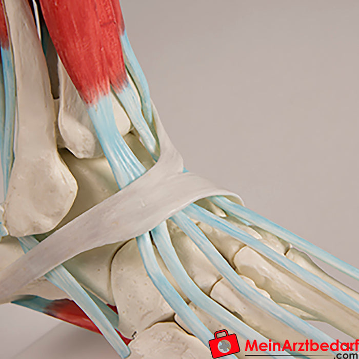 Erler Zimmer Foot skeleton with tendon apparatus