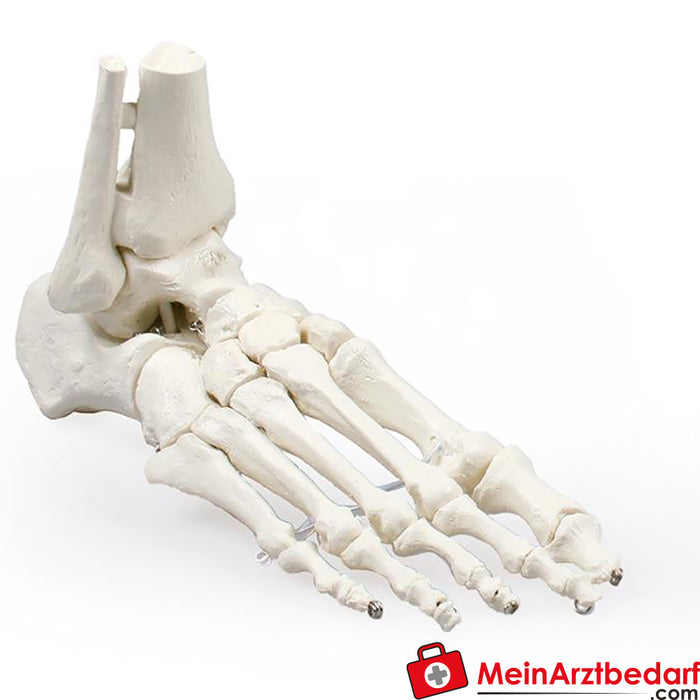 Erler Zimmer Foot skeleton