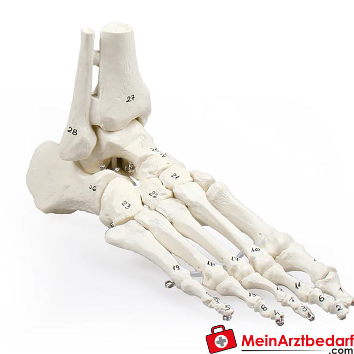 Erler Zimmer Foot skeleton