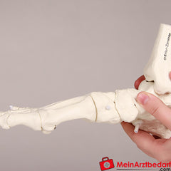 Erler-Zimmer Fußskelett mit Schien.