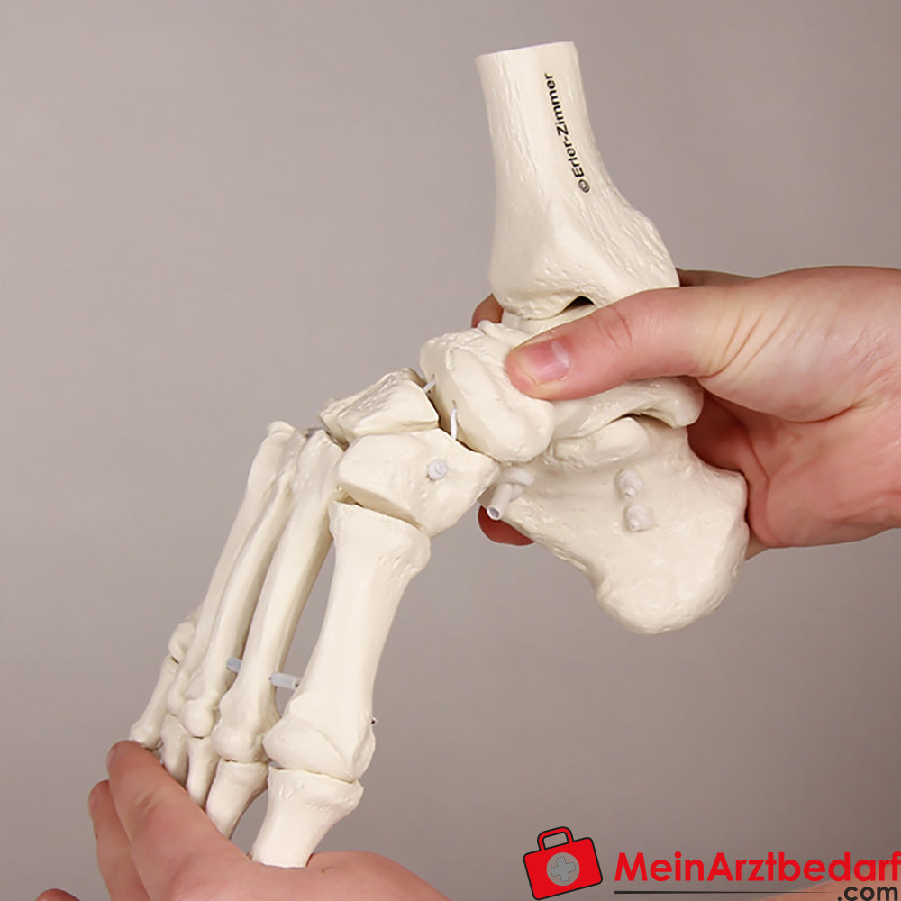 Erler-Zimmer Fußskelett mit Schien.