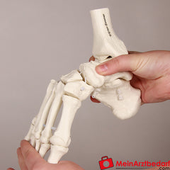 Erler-Zimmer Fußskelett mit Schien.