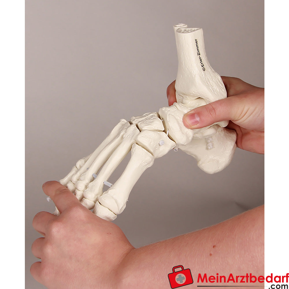 Erler-Zimmer Fußskelett mit Schien.