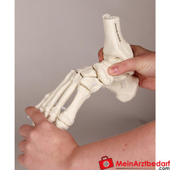 Erler-Zimmer Fußskelett mit Schien.