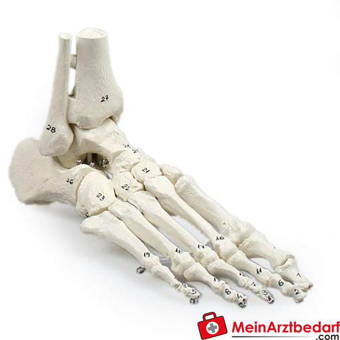 Erler Zimmer Foot skeleton with tibia