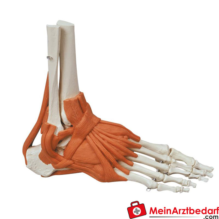 Esqueleto del pie de Erler Zimmer con ligamentos