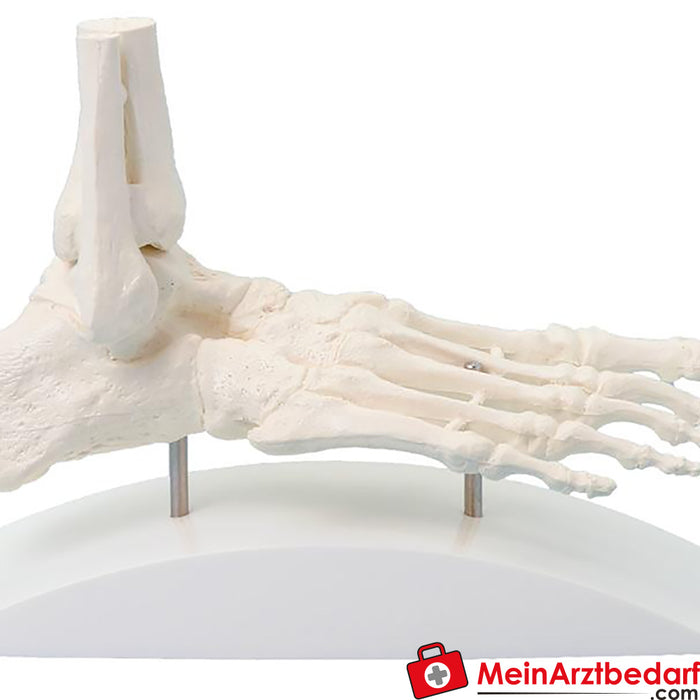 Erler Zimmer Foot skeleton