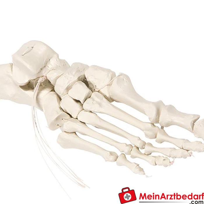 Erler Zimmer Foot skeleton