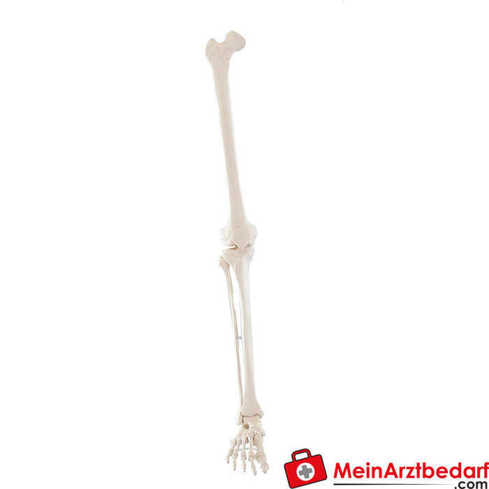 Esqueleto de pierna de Erler Zimmer